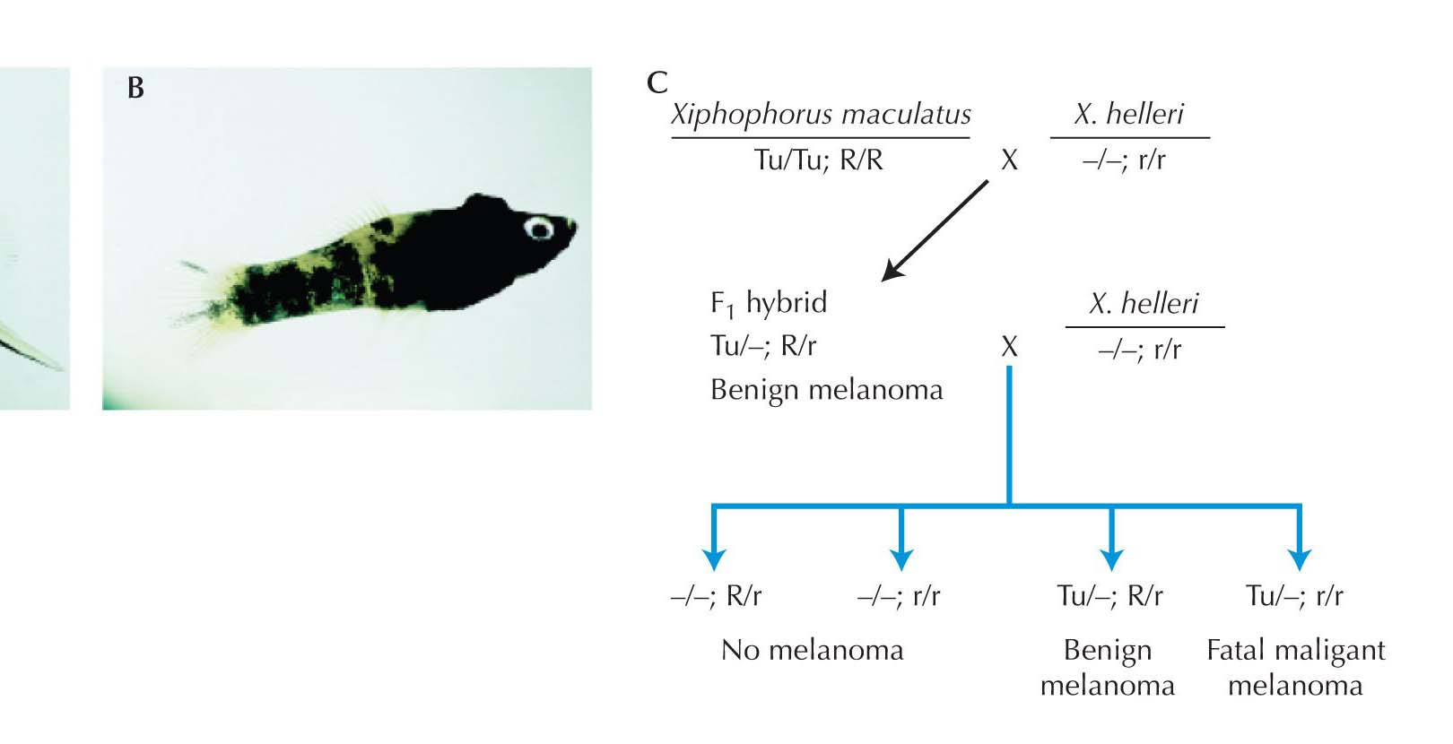 Esim. Xiphophorus, melanoma reseptori kinaasi 2 (Xmrk2), yliekspressoituu hybrideissä aiheuttaen