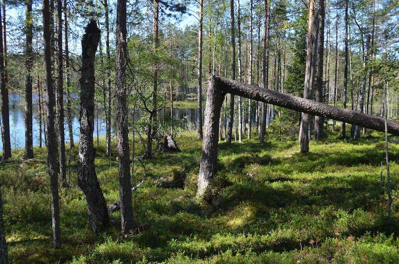 Yhteystiedot Suomen Luonnonsuojeluliitto ry
