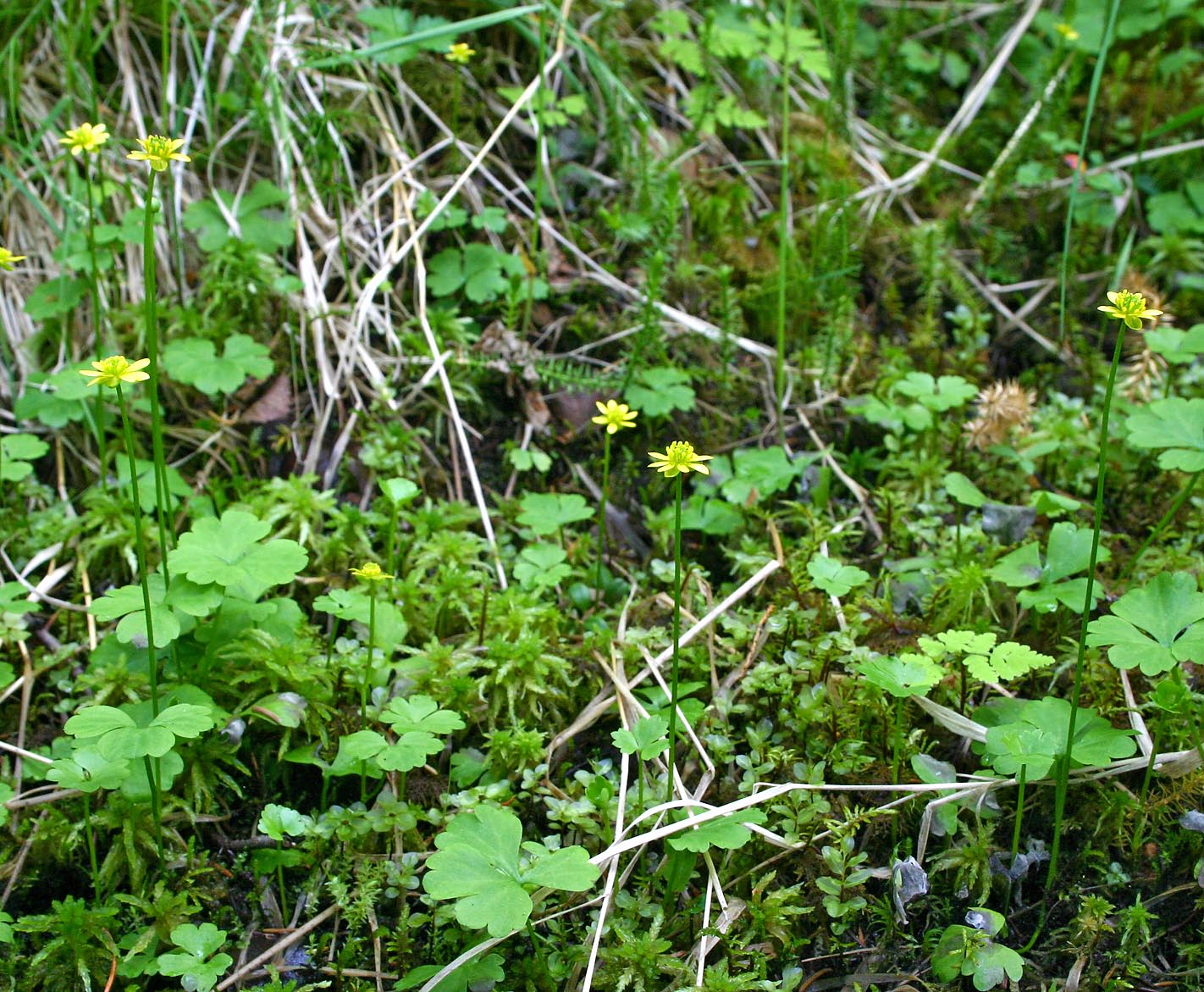 tietolomake lajit Päivi Paalamo, Heikki Eeronheimo & Jari Ilmonen Metsähallituksen vastuulajien tila ja suojelutaso vuonna 2006 Lapinleinikki Ranunculus lapponicus L.