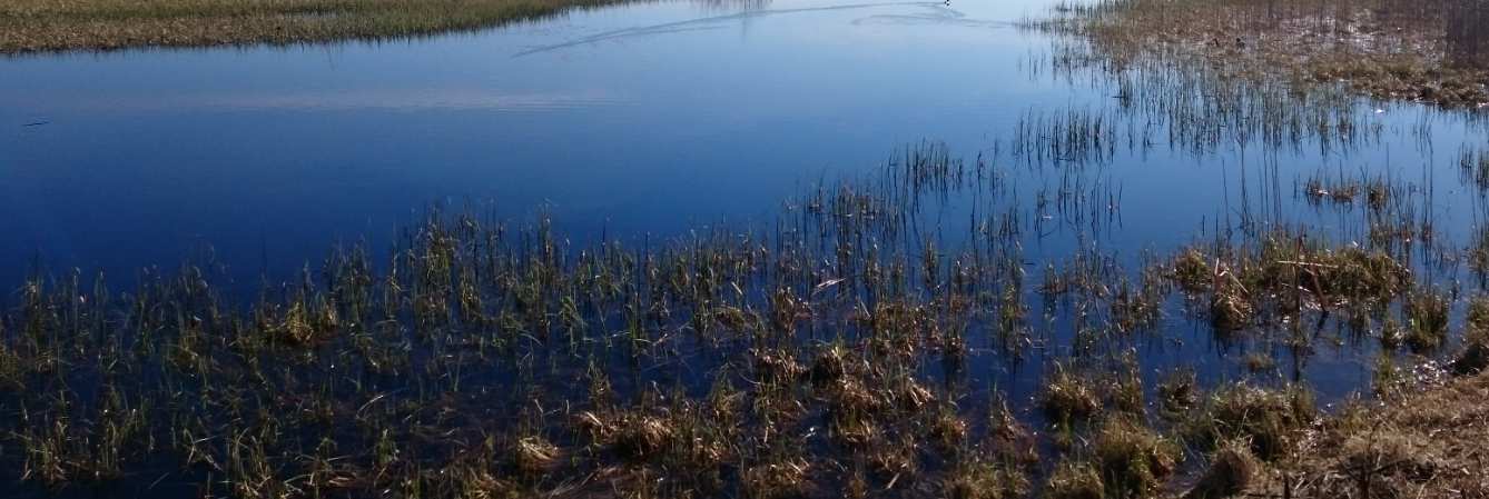 Sääjärvi - Pitkänniemenkärjen vanha sekametsä, NT luontotyyppi (luo/1.1) - Pitkänniemenlahden pieni saari (luo/1.