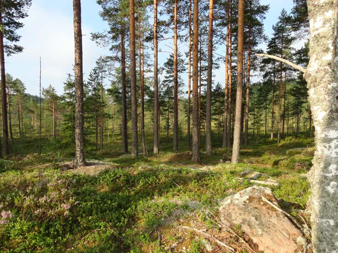 214005190 10 Asemakaavan selostus Ympäristökeskus 31.01.2017 kaavaehdotus Kuva 5 kaava-alueen lounaisosaa. 3.1.3 Rakennettu ympäristö Yhdyskuntarakenne, taajamakuva Kaava-alue sijoittuu keskusta-alueen reunavyöhykkeelle Halmeen yritysalueen jatkeeksi rajoittuen länsiosasta kaatopaikka-alueeseen.
