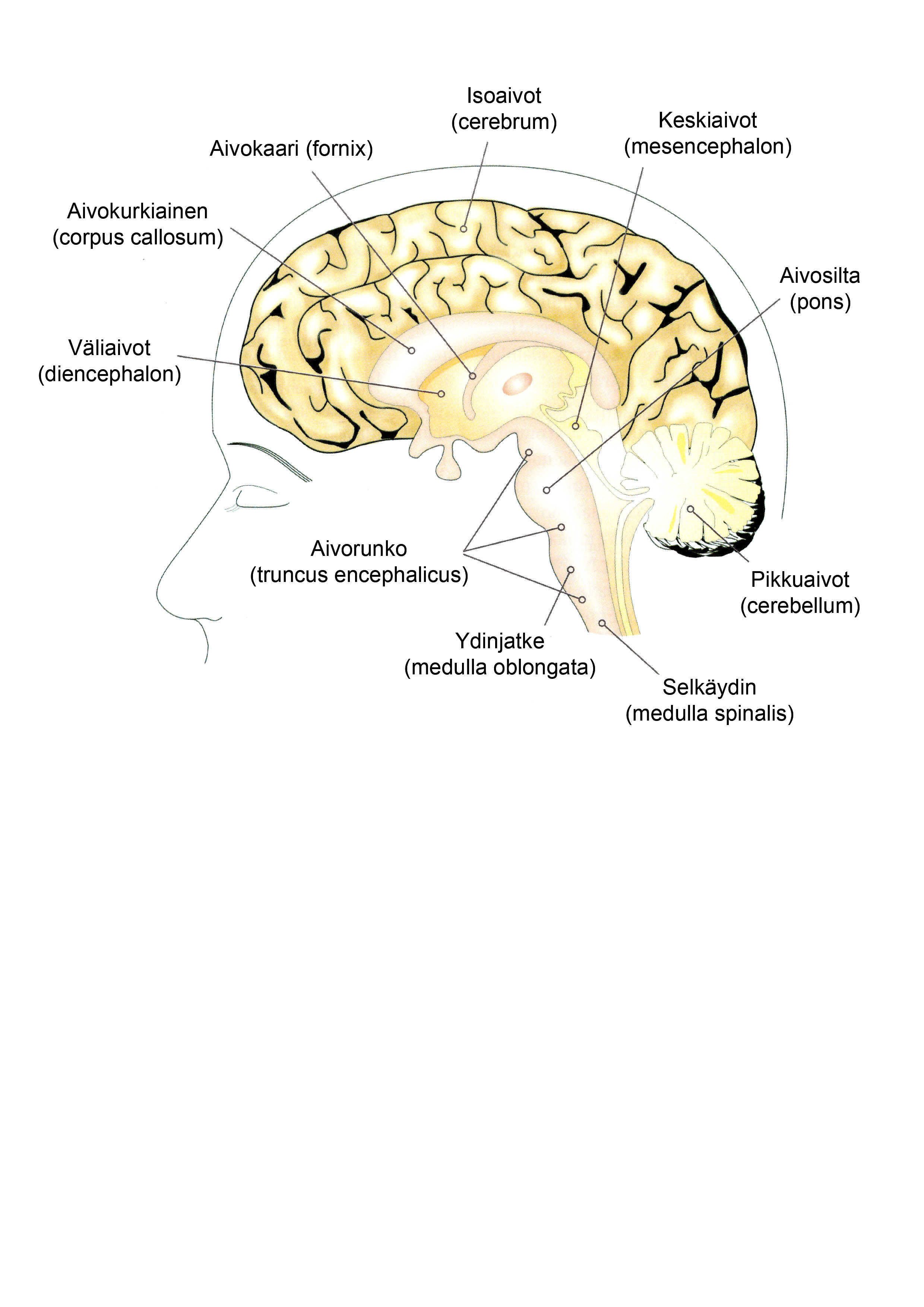 15 Isoaivot ovat aivojen suurin osa. Ne jakautuvat kahteen aivopuoliskoon, joita yhdistää aivokurkiainen.