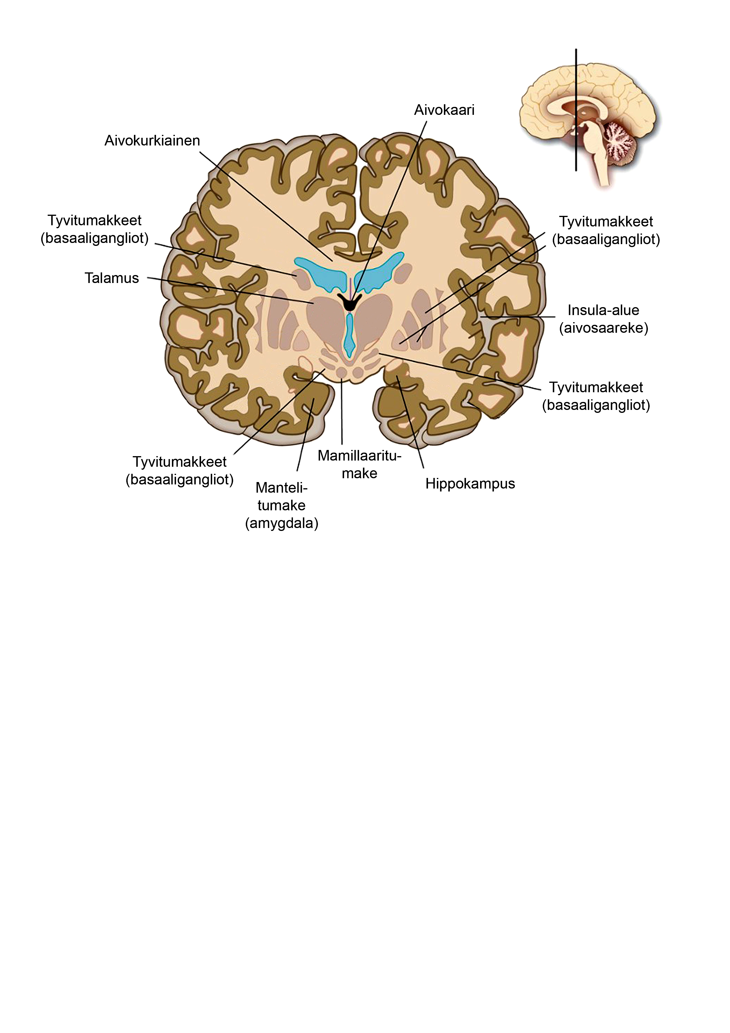 19 Kuvio 4. Aivojen limbisiä rakenteita 1.
