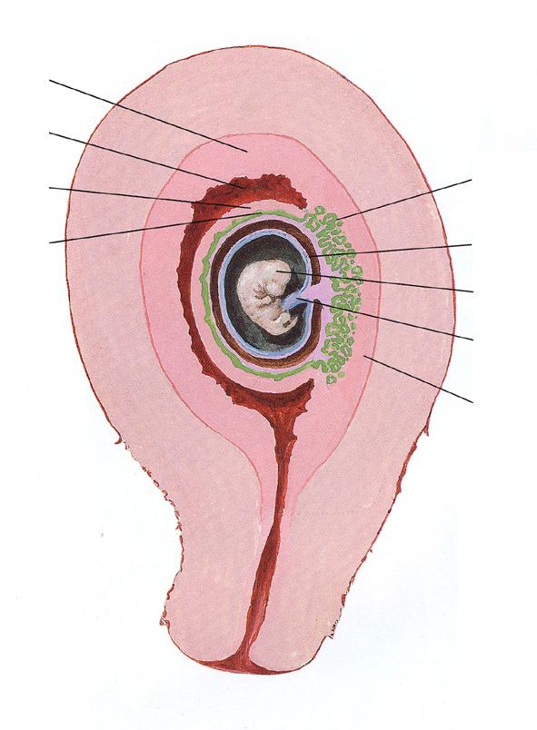 sikiökalvojen ja istukan rakenteista. Sisäsolumassan solut ovat siis monikykyisiä ja niitä kutsutaan myös alkion kantasoluiksi (engl. embryonic stem cells; ES-solut).