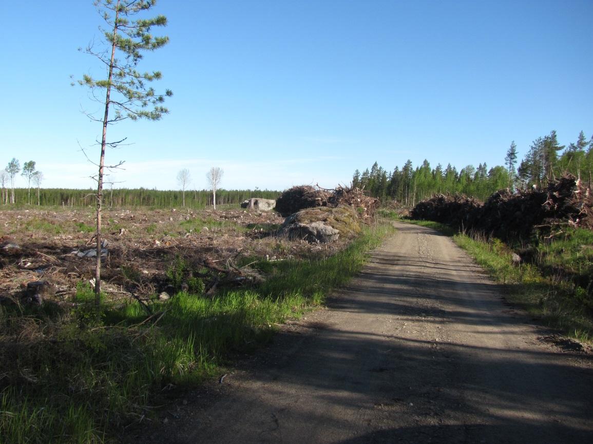 MUUTTUNEIDEN VOIMALAPAIKKOJEN MAASTOSELVITYKSET (KEVÄT/KESÄ 2015) 10 enää luontoarvoja, joten merkinnät eivät vastaa nykytilannetta ja ne voidaan poistaa tulevasta toisesta kaavaluonnoksesta. Kuva 11.