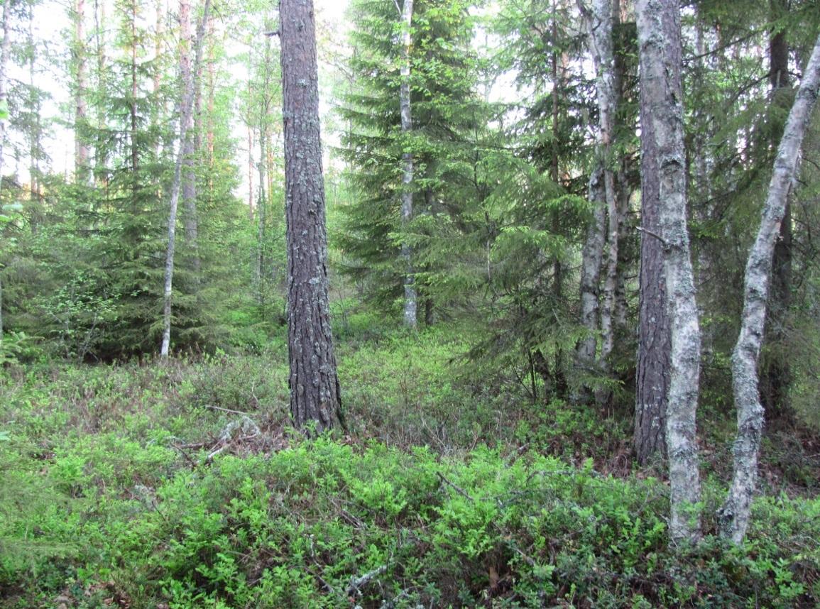 1 Voimala nro 9 Metsätyyppi MT, VT Puuston ikä nuori kasvatusmetsä - varttunut taimikko