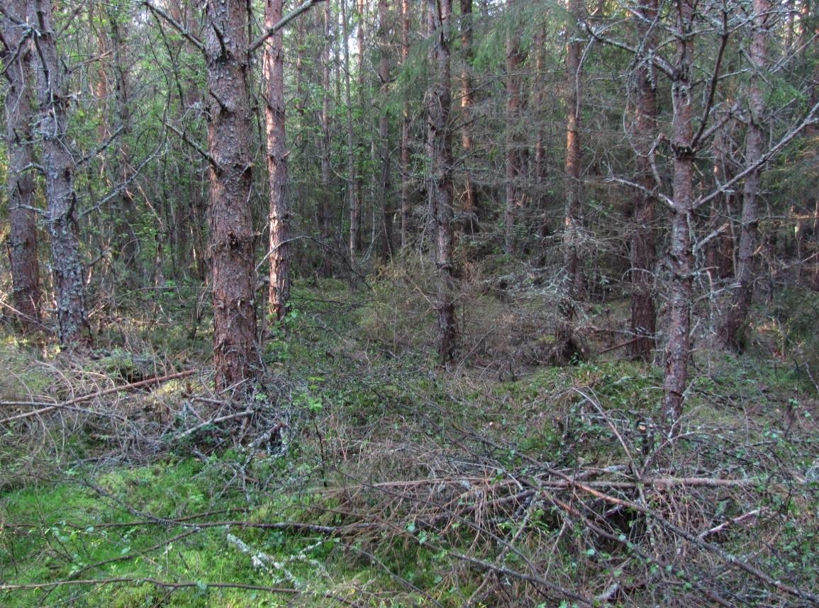 2 Voimala nro 18 Metsätyyppi MT Puuston ikä hieskoivutaimikko Luontoarvoja (ei/on) ei Voimala