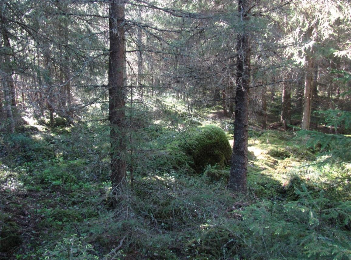 4 Voimala nro 16 Metsätyyppi MT Puuston ikä varttunut kasvatusmetsä Luontoarvoja (ei/on)