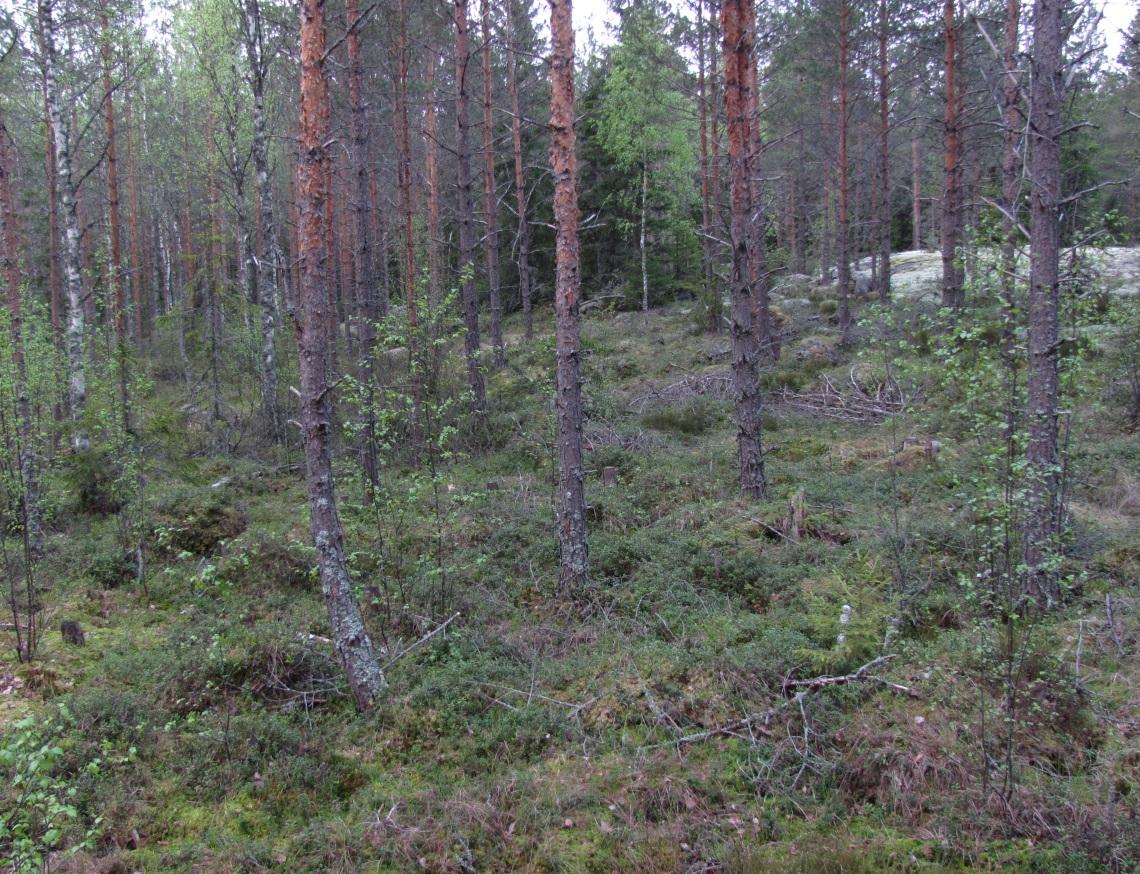 6 Voimala nro 8 Metsätyyppi MT Puuston ikä hakkuuaukko Luontoarvoja (ei/on) ei Voimala