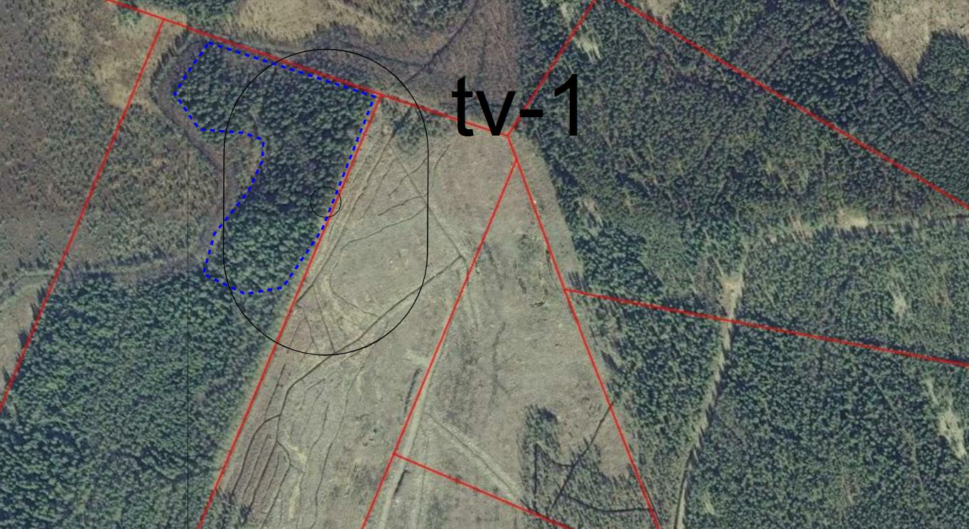 MUUTTUNEIDEN VOIMALAPAIKKOJEN MAASTOSELVITYKSET (KEVÄT/KESÄ 2015) 7 Kuva 5. Sekapuuna järeää haapaa. Kuva 6. Kartalle rajattu metsikön osa, jossa havaintoja liito-oravasta sekä raidankeuhkojäkälästä.