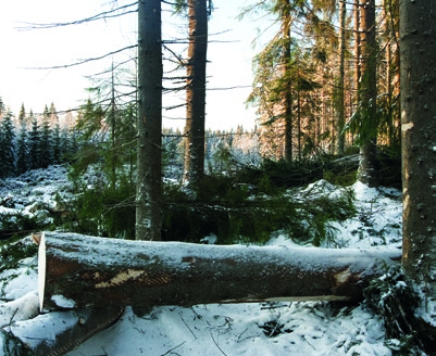 haaste: kuinka luoda uutta liiketoimintaa muuttuvassa metsäteollisuudessa? ratkaisu: etsitään keinoja tehdä uusiutuvia biopolttoaineita ilman että käytetään ruuaksi kelpaavia raaka-aineita.