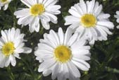 Hinnat voimassa/priserna är i kraft 4. 28.6.2015 Puutarha loistamaan! 5 95 3 kpl 29, (35,85) KIINANPIONI 'SARAH BERNHARDT' LUKTPION Paeonia lactiflora 'Sarah Bernhardt'.