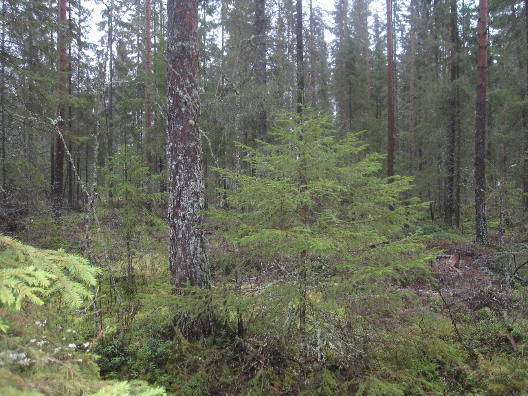 Ennakkotuloksia poimintahakkuukohteiden rakenteesta (9 kohdetta) Runkoluku, kpl/ha Ppa, m 2 /ha Tilavuus, m 3 /ha Rungon keski-.