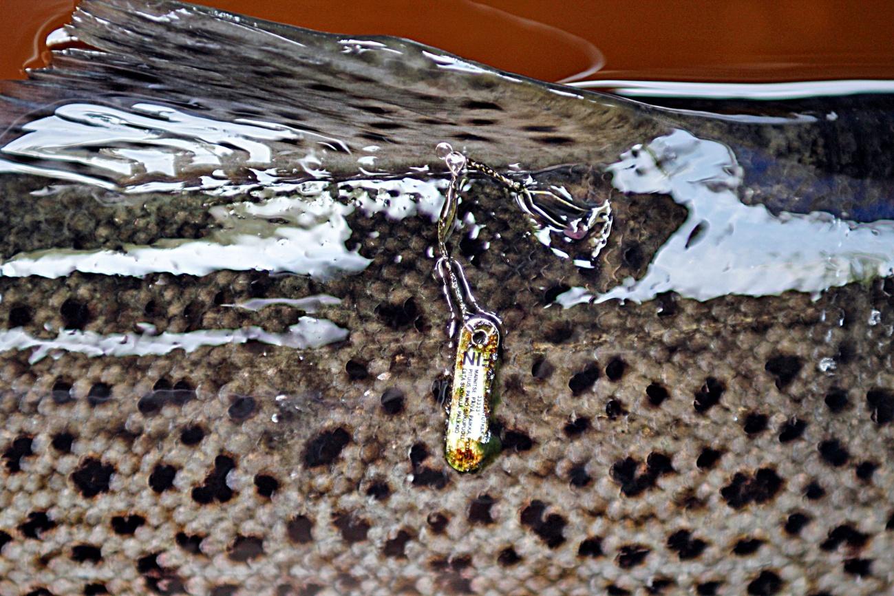 17 Kuva 5. Carlin-merkki taimenen selkäevän tyvessä. Kuvan kala on merkittynä tavattu, merkki on ollut kalassa kaksi vuotta.