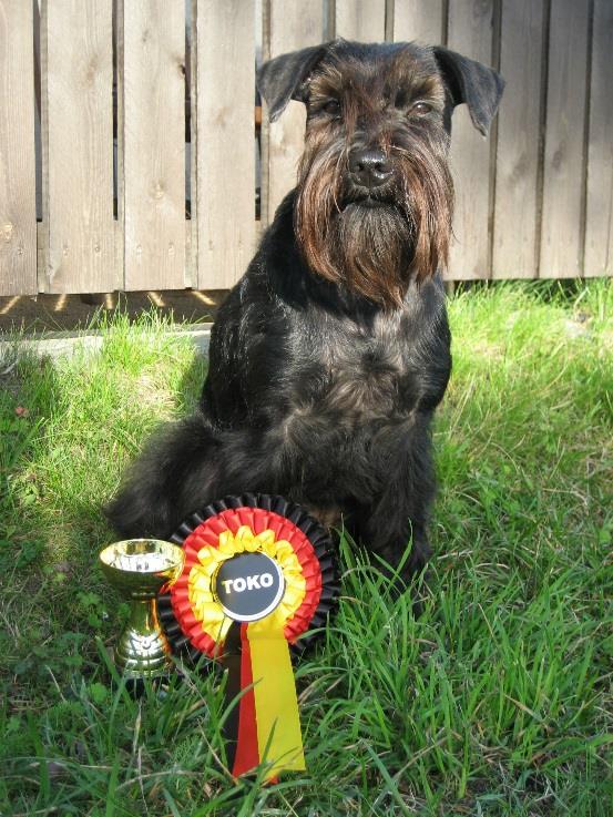 AGILITY 1. Backout s Butterfly "Pilke", 167 p, om. Päivikki Partinen 2. Big Paw's Fire Diamond "Pirkko", 160 p, om. Mervi Kivioja & Pasi Vesenterä 3. Black Drop Im Vis Vitalis, 154 p, om.