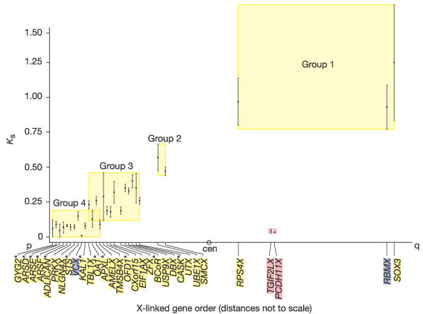 Y-kromosomin rakenteesta ja sisällöstä (todella ylimääräistä) Figure 7 Plot of Ks (Supplementary Table 5) versus X-linked gene order for 31 X Y gene (or gene/pseudogene) pairs.