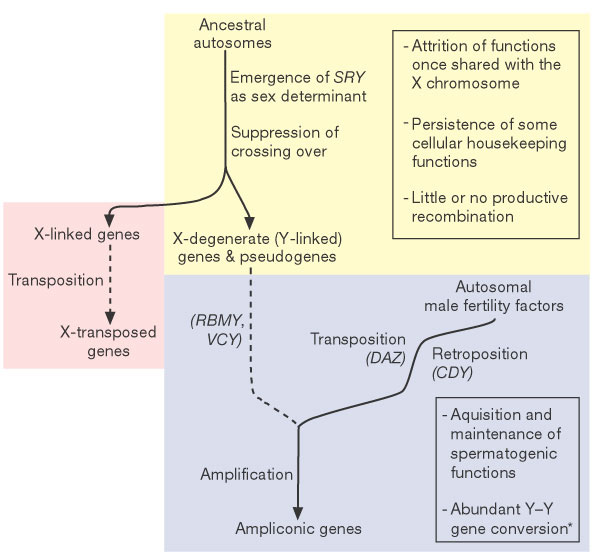 Figure 6 Molecular evolutionary pathways and processes that gave rise to genes in three MSY euchromatic sequence classes.