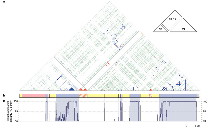 Figure 5 Sequence similarities within the MSY. a, Triangular dot plot in which the MSY's sequence is compared to itself.