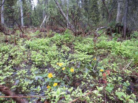 vapaa-alueita esim. sulamisvesien hallintaan. Vettä läpäisemättömien alueiden (tiet, pihat yms.) suhde muuhun alueeseen on varsin pieni.