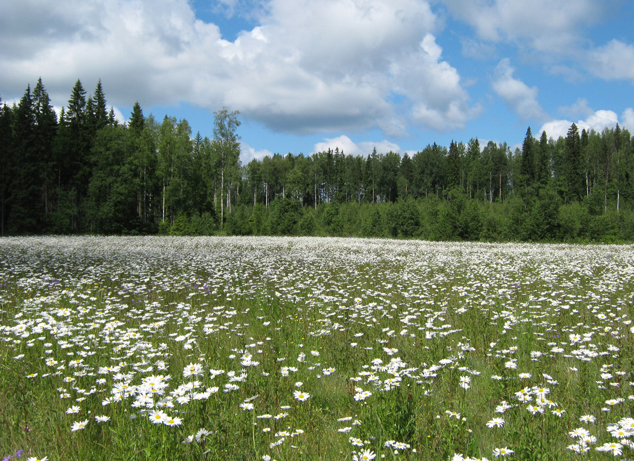 2 Luonnonhoitopeltojen ympäristöhyödyt Herzon, I., Toivonen, M., Kankaanpää, O., Mäkinen, T., Delasalle, M., Le Barh, C., Swiderski, C., Helenius, J. 2.