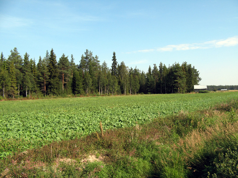Riistapeltoa Pohjois-Pohjanmaalla. Nurmi-, riista- ja maisemapelloista osa oli kylvetty vain kahdella tai kolmella kasvilajilla.