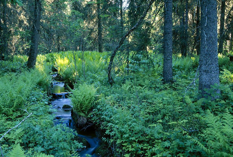 Toimenpiteet: talousmetsien luonnonhoito Metsälakikohteet 88,000 ha (0,6% metsätal.