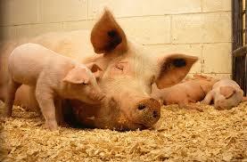 Karsinoissa voidaan pitää tilapäisesti terveitä sikoja Riittävästi hyvälaatuista vettä ja pystyttävä syömään ja lepäämään