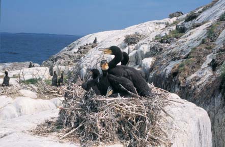 Ruokkeja Korppoon saaristossa (Kuva: Antti Below).