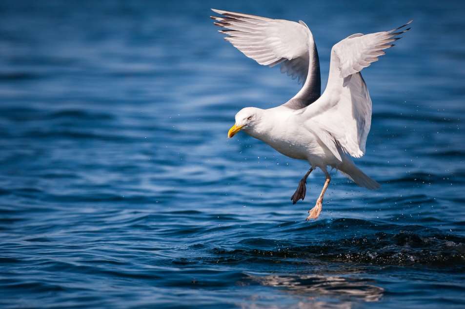 214 Harmaalokki. Mika Linho HARMAALOKKI MAALI-lajikriteeri: kerääntymät 1500 syksy/talvi/kevät, pesivä: 300 paria Harmaalokki, Larus argentatus.