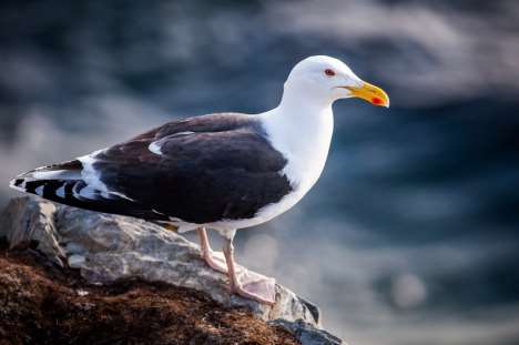 219 MERILOKKI MAALI-lajikriteeri: kerääntymät 25 syksy/talvi/kevät, pesivät: 15 paria Merilokin, Larus marinus, kriteerin ylittävät kerääntymät keskittyvät pääasiassa Porin seudulle, sekä maakunnan