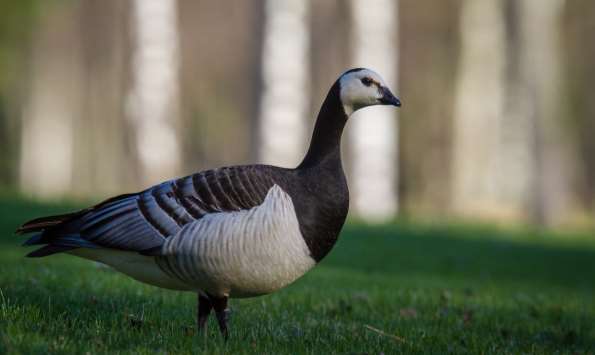 35 VALKOPOSKIHANHI MAALI-lajikriteeri: kerääntymät 75 kevät / 600 syksy, pesivä: 40 paria Valkoposkihanhen, Branta leucopsis, kerääntymät keskittyvät pesimäalueiden tuntumaan Porin rannikkoseudulle.