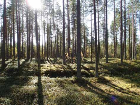21 iso ja ehjä tervahauta HYRYNSALMI 5 KOKKOHARJU 2 Mjtunnus: Rauh.
