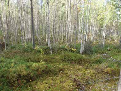 23 Tutkijat: Sijainti: Huomiot: H. Poutiainen & V. Laakso 2012 inventointi Paikka sijaitsee Hyrynsalmen kirkosta 18,6 km itään.