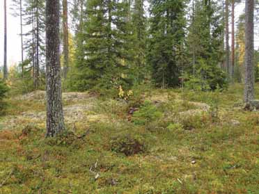 25 HYRYNSALMI 7 /2 KOKONKANGAS 1B Mjtunnus: Rauh.