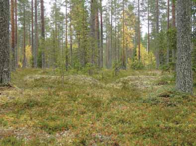 26 HYRYNSALMI 7 /3 KOKONKANGAS 1C Mjtunnus: Rauh.