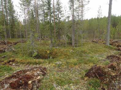 29 Koordin: N: 7176 685 E: 589 188 Z: 216 X: 7178 844 Y: 4446 303 P: 7179 689 I: 3589 396 Tutkijat: Sijainti: Huomiot: H. Poutiainen & V.