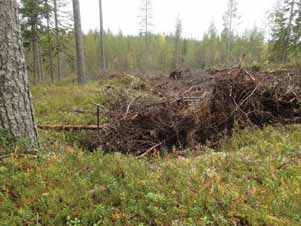 30 Huomiot: Rakennuksen perustus ja tulisija. Hirsikehikko on kooltaan 4x4 m, korkeus 0,3 m, ilmeisesti salvoksellinen. Hirret ovat pääosin lahonneita sekä sammalen ja varpujen peitossa.