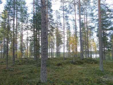 31 HYRYNSALMI 11 KOKONKANGAS 5 Mjtunnus: Rauh.