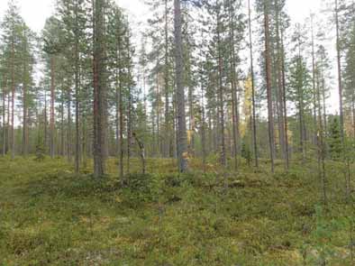 32 P: 7179 741 I: 3589 710 Tutkijat: Sijainti: Huomiot: H. Poutiainen & V. Laakso 2012 inventointi Paikka sijaitsee Hyrynsalmen kirkosta 17,8 km itään.
