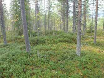 39 Tervahaudan juoksutuskuoppa HYRYNSALMI 18 KOKKOHARJU 4 Mjtunnus: Rauh.
