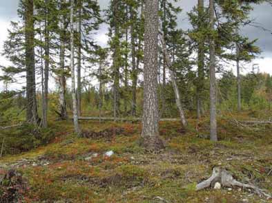 Juoksutuskuoppa alarinteessä eli etelän puolella, pituus 2, leveys 0,5 ja syvyys 0,5 m.