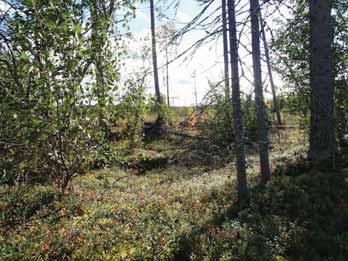46 SUOMUSSALMI 24 PEURASUO Mjtunnus: Rauh.