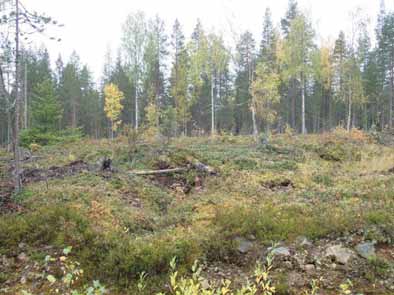 valmistus: tervahauta Koordin: N: 7178