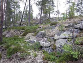 16UEC144 kankaiden pääpuulajina on pääsääntöisesti mänty. Nimilajien ohella kenttäkerroksessa esiintyy mustikkaa ja kanervaa. Pohjakerrosta vallitsee seinäsammal, poronjäkäliä esiintyy laikuittain.