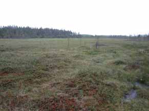 16UEC144 15 Kuva 8. Kaulattu haapa ja lahopuuta Kauniskankaalla (vasen) ja varttunutta tuoretta kangasta Kekäleahon alueella (oikea). Selvitysalueen suot ovat suurimmalta osin ojitettuja.