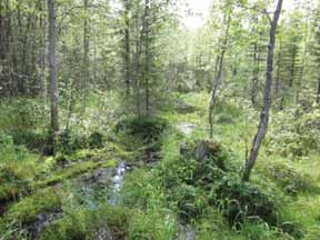 16UEC144 4.2 Luonnonsuojelulain, metsälain ja vesilain mukaiset kohteet Selvitysalueella ei esiinny luonnonsuojelulain mukaisia luontotyyppejä (luonnonsuojelulaki 1996/1096 29).