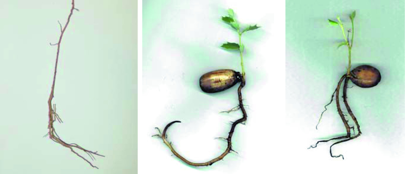 10 Oireita taimien versoissa - Quercus ilex Eri Phytophthora-lajien aiheuttamia muutoksia lehdissä, osa lehdistä karissut: P. cinnamomi (vasen), P. gonapodyides (keskellä) ja P.
