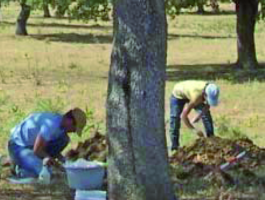 JKI Data Sheets - Plant Diseases and Diagnosis 9 Phytophthora oireita-quercus ilex (rautatammi) Tyypillisiä oireita latvustossa - Quercus ilex Vasen: Phytophthora cinnamomi mikrobin aiheuttama