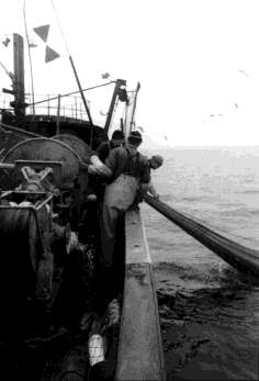 Uudistuksen suuntaviivoja: Kalastuselinkeinot Ammattikalastus (uudessa laissa kaupallinen kalastus)