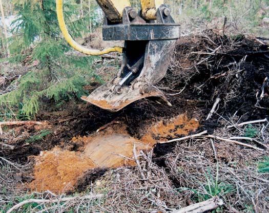 LAIKKUMÄTÄSTYS Kuuselle tai koivulle viljeltävät